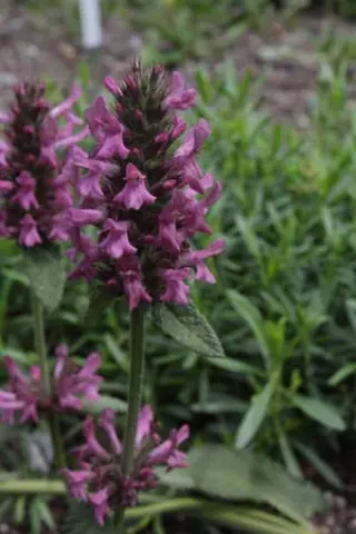 Stachys orientalis (S. alpina)