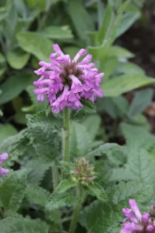 Stachys pradica