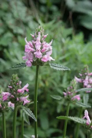 Stachys 'Summer Crush'