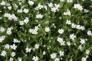 Stellaria holostea