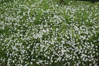Stellaria holostea
