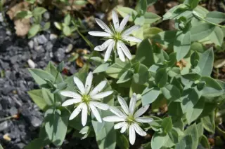 Stellaria ruscifolia
