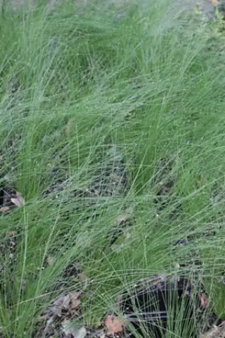 Stipa laevissima