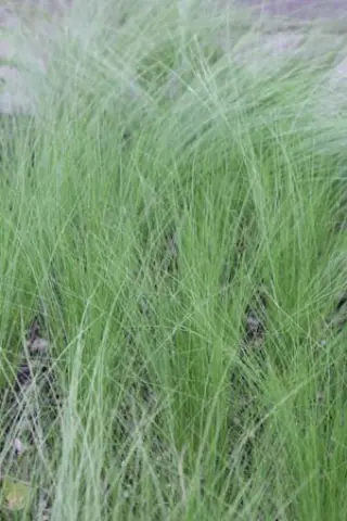 Stipa trichotoma 'Palomino'