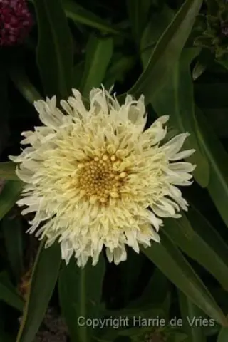 Stokesia laevis 'Mary Gregory'