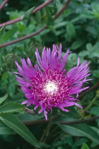 Stokesia laevis 'Omega Skyrocket'