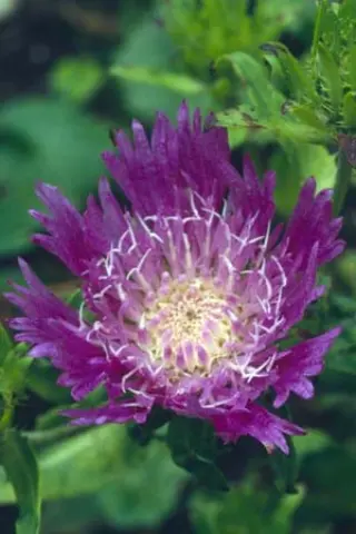 Stokesia laevis 'Purple Parasols'