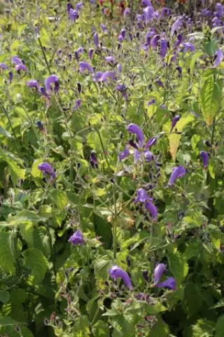 Strobilanthes atropurp. (paars-wit)