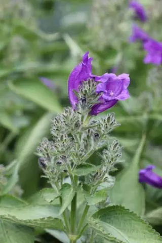 Strobilanthes oligantha (witte vorm)