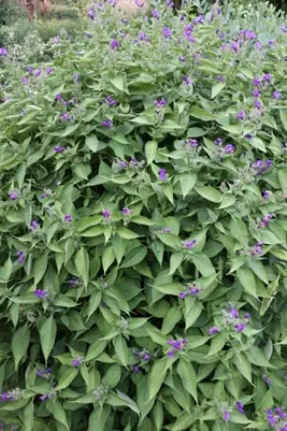 Strobilanthes oligantha (witte vorm)