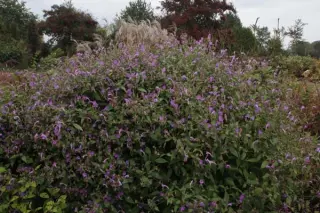 Strobilanthes penstemonoides (foutief rankanensis)
