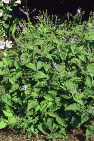 Strobilanthes wallichii (urticifolius)