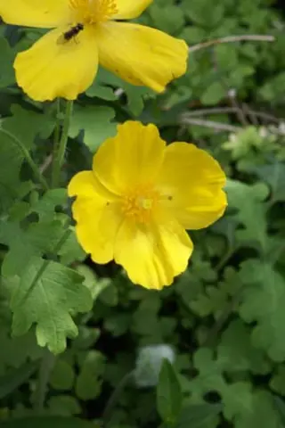 Stylophorum diphyllum