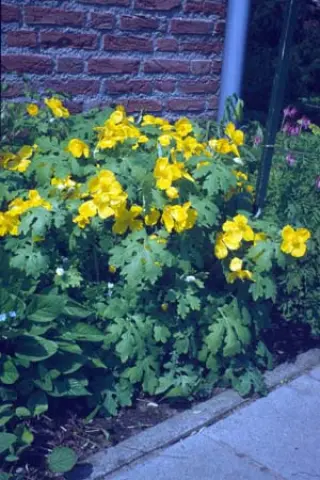 Stylophorum diphyllum