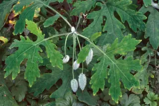 Stylophorum diphyllum