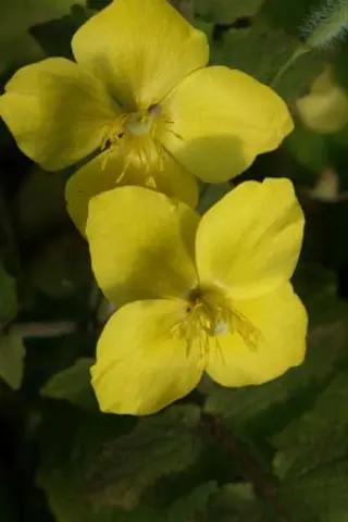 Stylophorum lasiocarpum