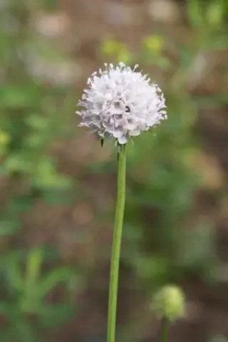 Succisella inflexa 'Frosted Pearls'