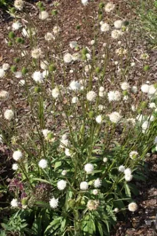 Succisella inflexa 'Tutu'