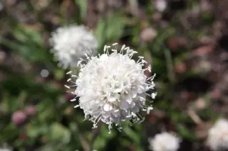 Succisella inflexa 'Tutu'