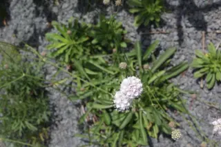 Succisella petteri