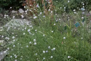 Succisella petteri
