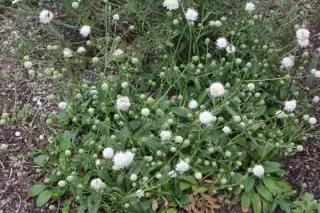 Succisa pratensis 'Alba'