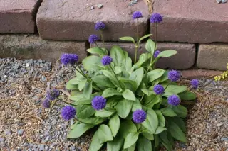 Succisa pratensis 'Nana'