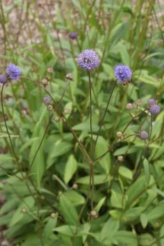 Succisa pratensis