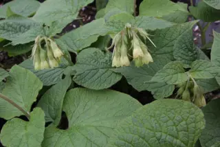 Symphytum cordatum