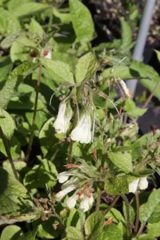 Symphytum sp. (De Uithof)