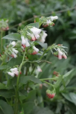 Symphytum grandiflorum 'Hidcote Pink'