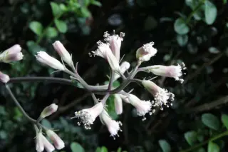 Syneilesis palmata B&C 234 (Z. Korea)