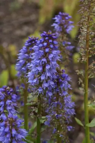 Synthyris platycarpa
