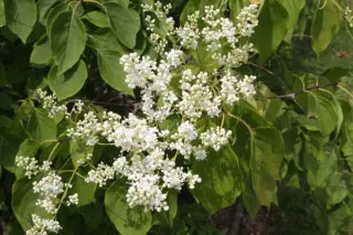 Syringa reticulata