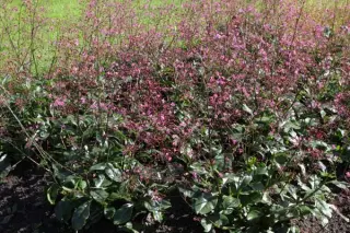Talinum paniculatum