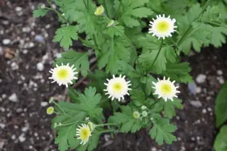 Tanacetum parthenium 'Hildegard Festh'