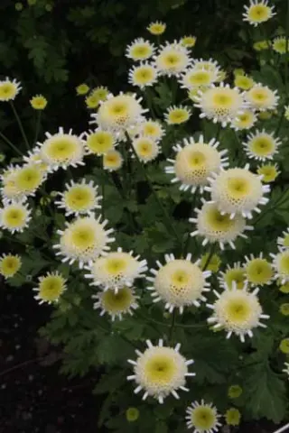Tanacetum parthenium 'Hildegard Festh'