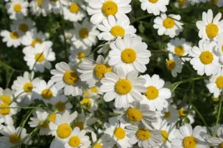 Tanacetum species 'Alast' (Coll. Iran)