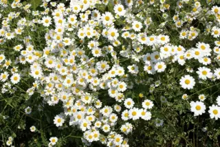 Tanacetum species 'Alast' (Coll. Iran)