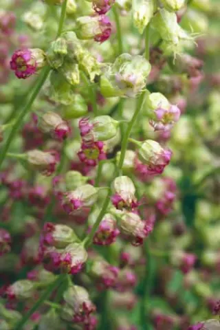Tellima grandiflora 'Forest Frost'