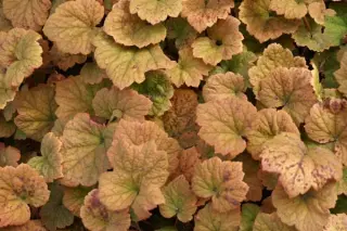 Tellima grandiflora 'Rubra'