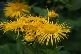 Telekia speciosa