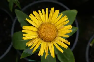 Telekia speciosissima