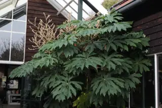 Tetrapanax papyrifer 'Rex'