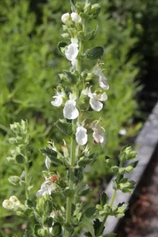 Teucrium chamaedrys 'Album'