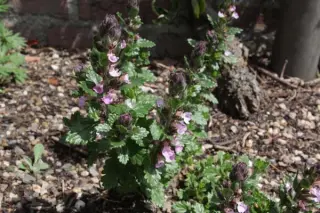 Teucrium chamaedrys 'Nanum'