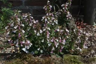 Teucrium chamaedrys 'Nanum'