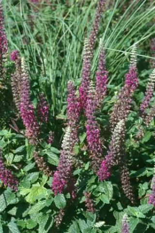 Teucrium hircanicum