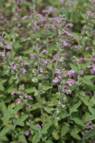 Teucrium kotschyanum