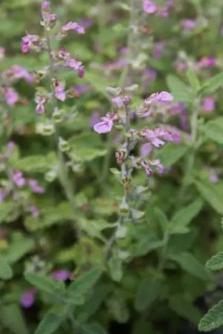 Teucrium kotschyanum
